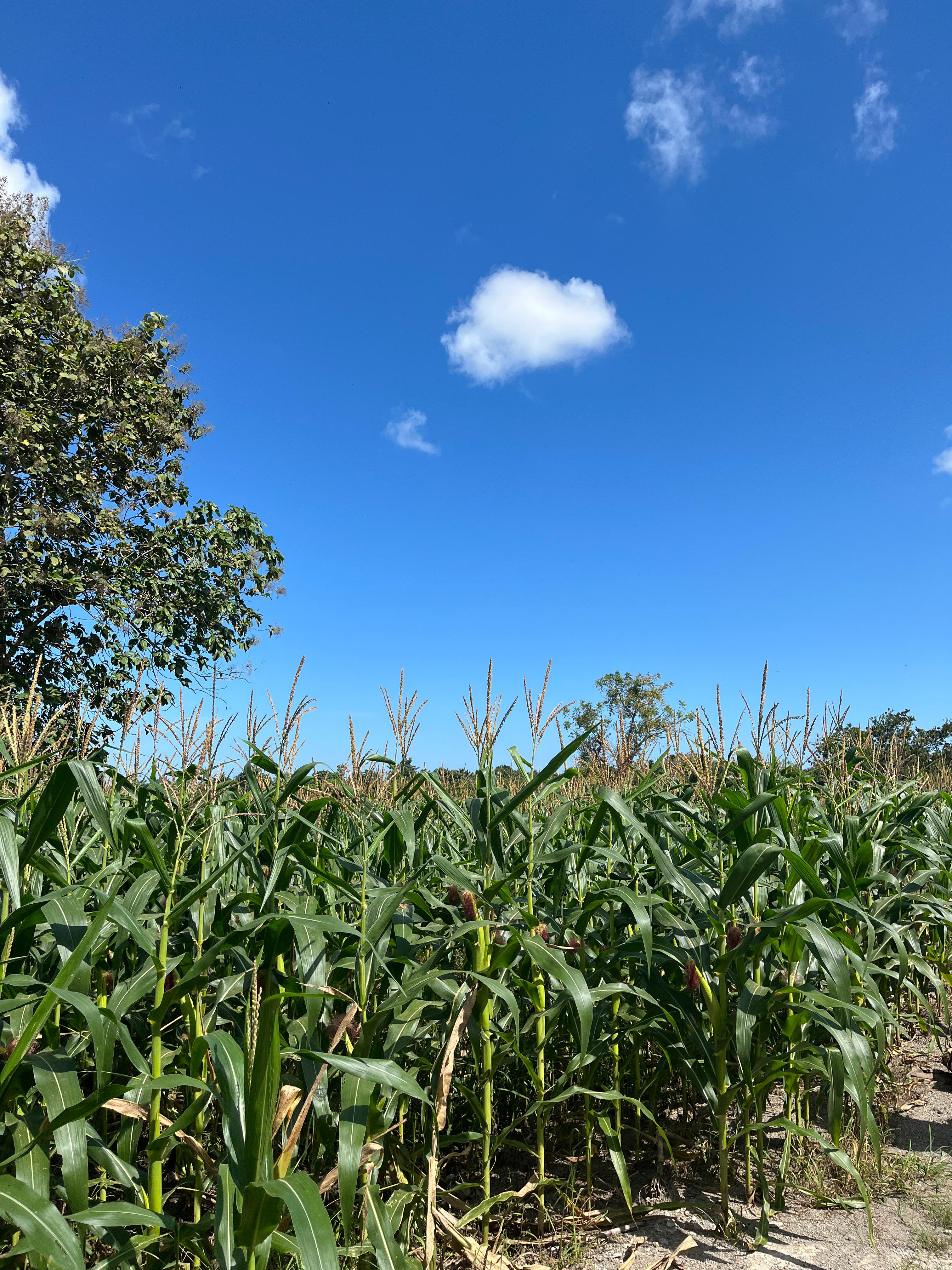 Jagung